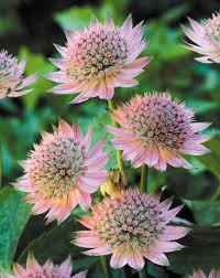 ASTRANTIA