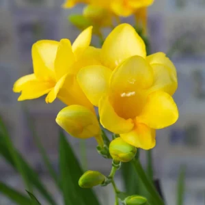 FREESIA