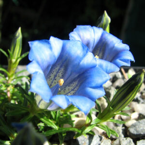 GENTIANA