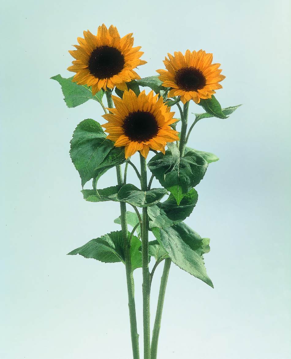 HELIANTHUS