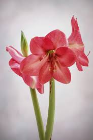 HIPPEASTRUM