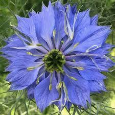 NIGELLA