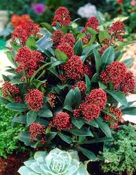 SKIMMIA