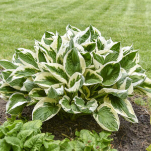 HOSTA