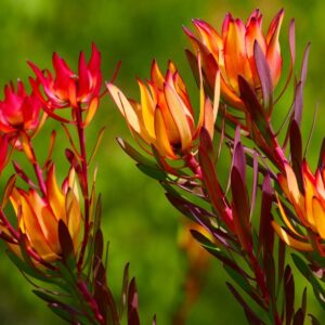 LEUCADENDRON