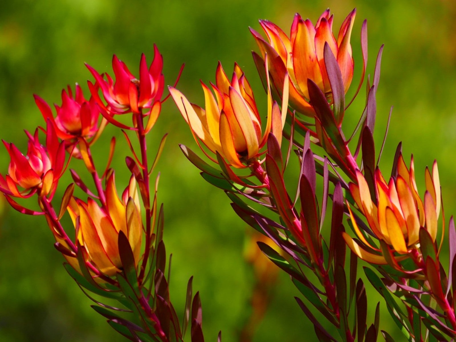 LEUCADENDRON