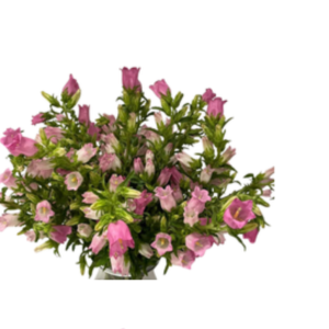 Campanulla Pink