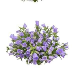 Campanulla Lavender