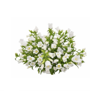 Campanulla White