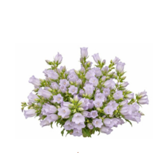 Campanulla Lilac