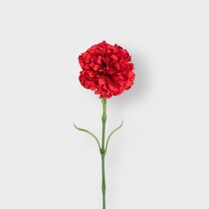 Carnation