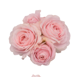 Princess Fairy Kiss Pink