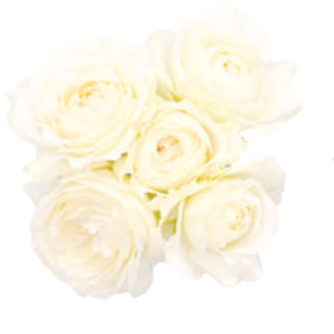 Princess Fairy Kiss White