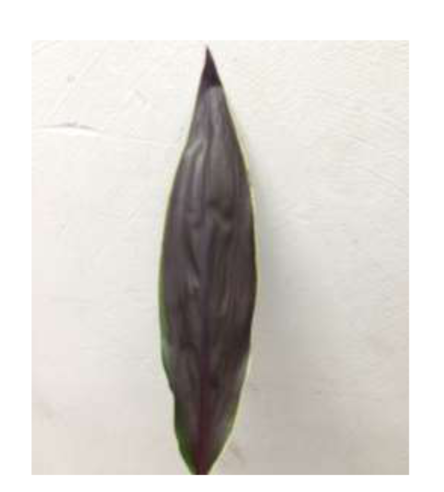 CORDYLINE Cappucino Lvs