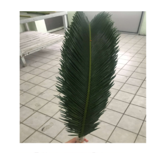 DRACAENA Gymea Green Lvs