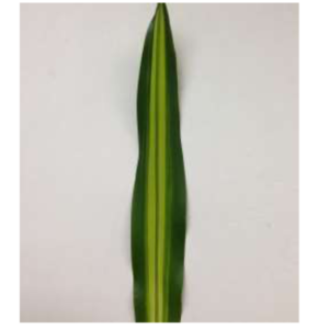 DRACAENA Gymea Yellow Lvs