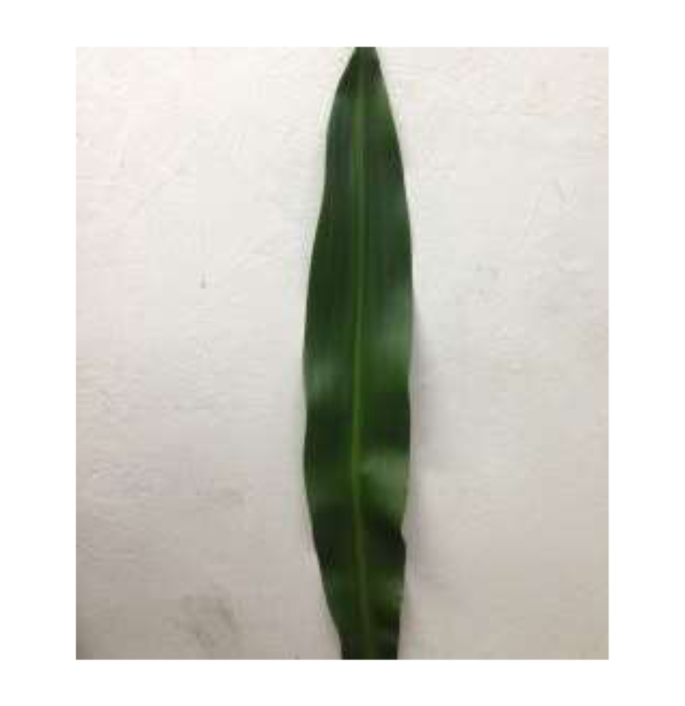 DRACAENA Iron Green Lvs