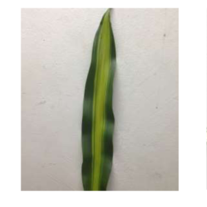 DRACAENA Iron Yellow Lvs