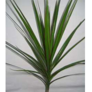 DRACAENA Marginata Green