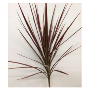 DRACAENA Marginata Red