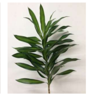 DRACAENA Song Of Jamaica