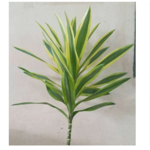 DRACAENA Song Of Srilanka