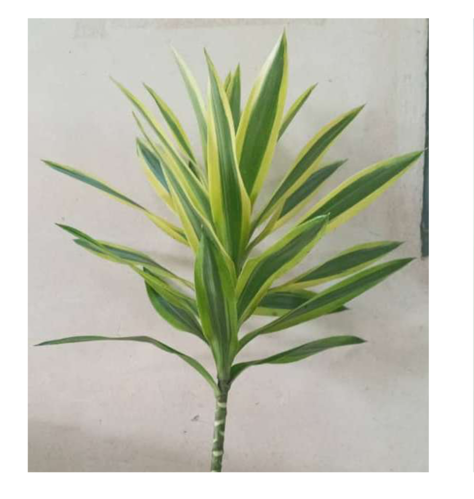DRACAENA Song Of Srilanka