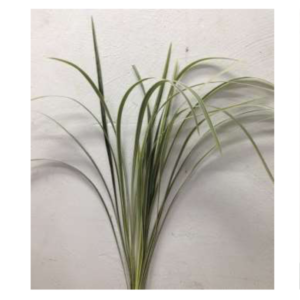 OPHIOPOGON White