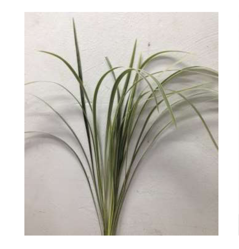 OPHIOPOGON White