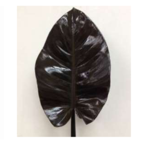 PHILODENDRON Black Congo
