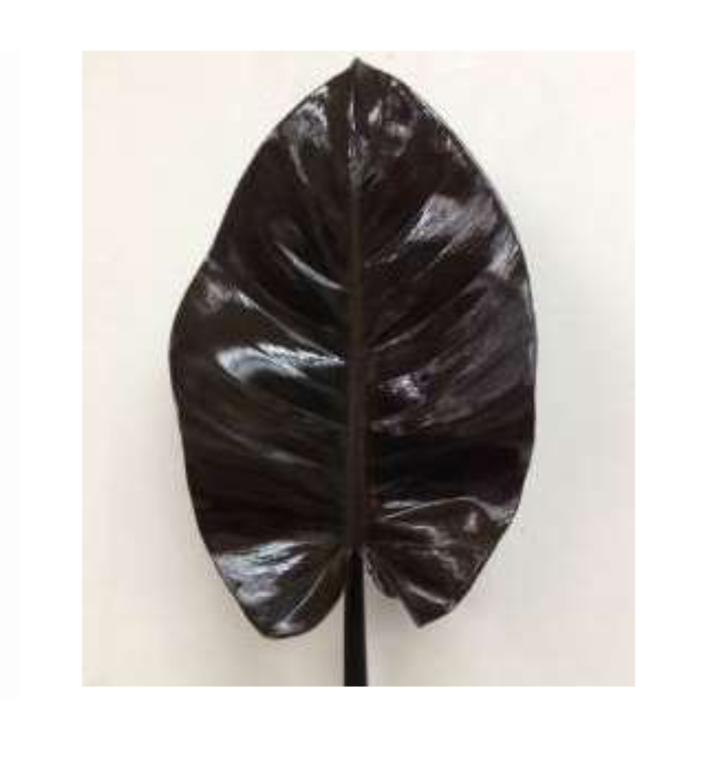 PHILODENDRON Black Congo