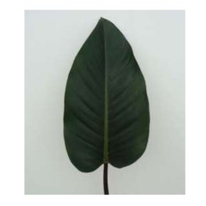 PHILODENDRON Red Congo