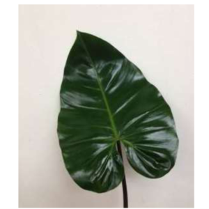 PHILODENDRON Red Wing