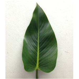 PHILODENDRON Hope