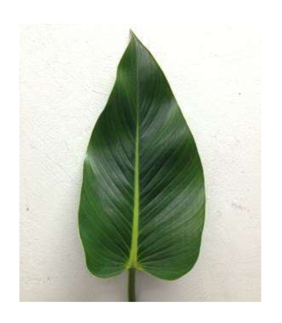 PHILODENDRON Hope