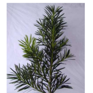 PODOCARPUS Song Lvs