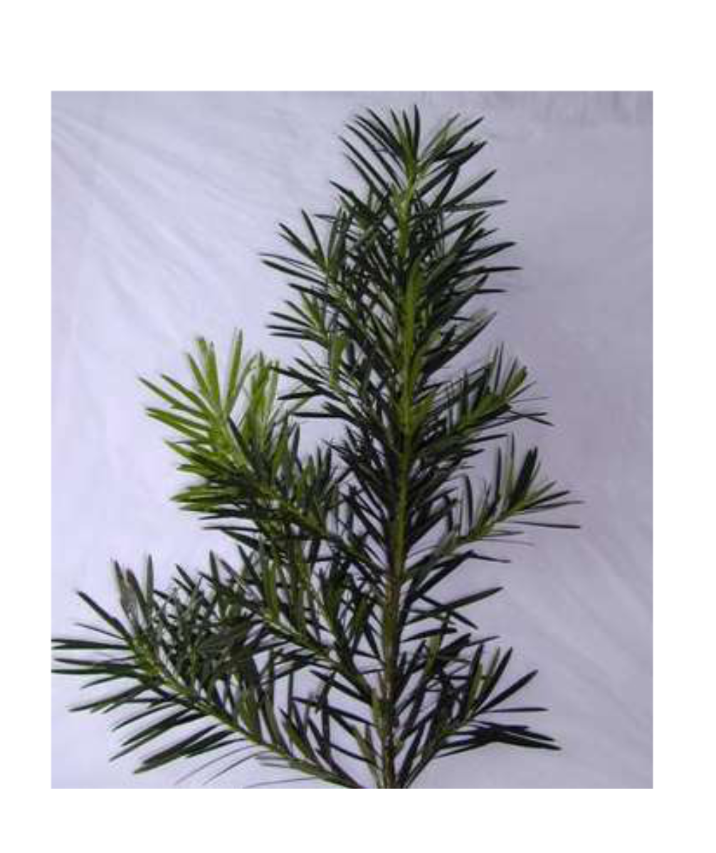 PODOCARPUS Song Lvs