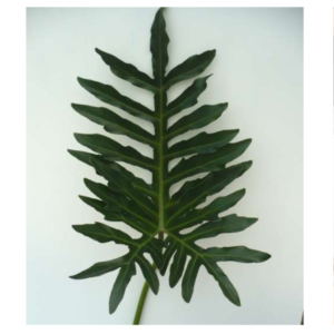 PHILODENDRON Selloum