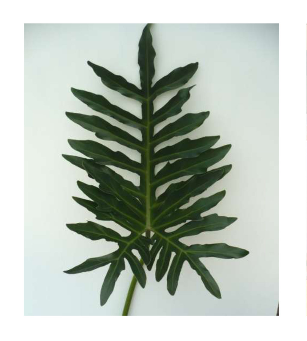 PHILODENDRON Selloum