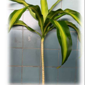 DRACAENA Massageana Yellow Top