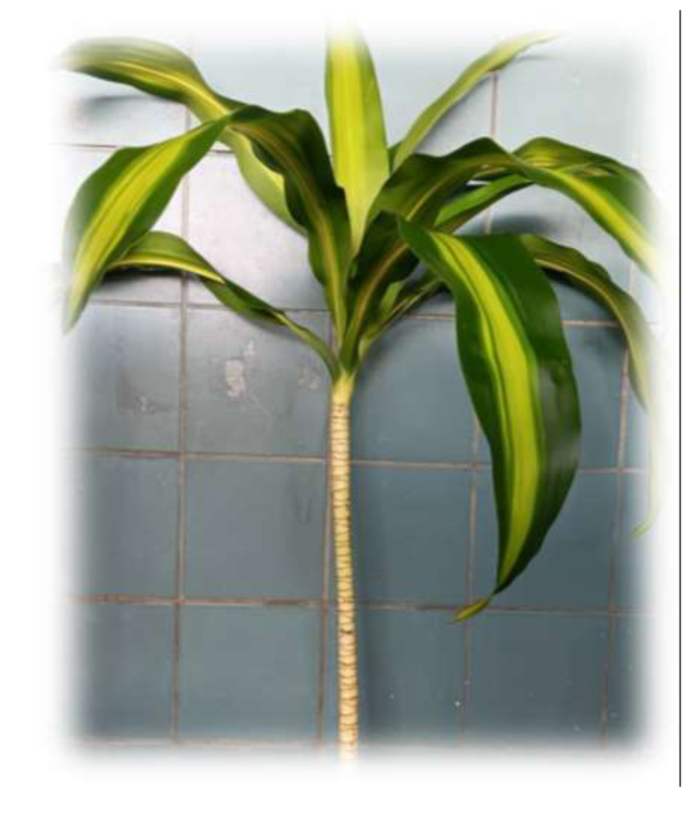 DRACAENA Massageana Yellow Top