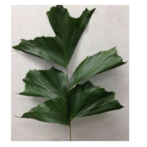 CARYOTA Fish Tail Palm