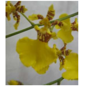 ONCIDIUM Golden Wish