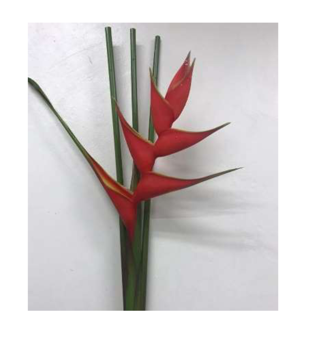 HELICONIA Red