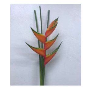 HELICONIA Orange