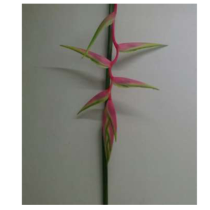 HELICONIA Sexy Pink
