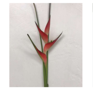 HELICONIA Tropical(Pink)