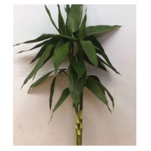 Drac Green with rooted