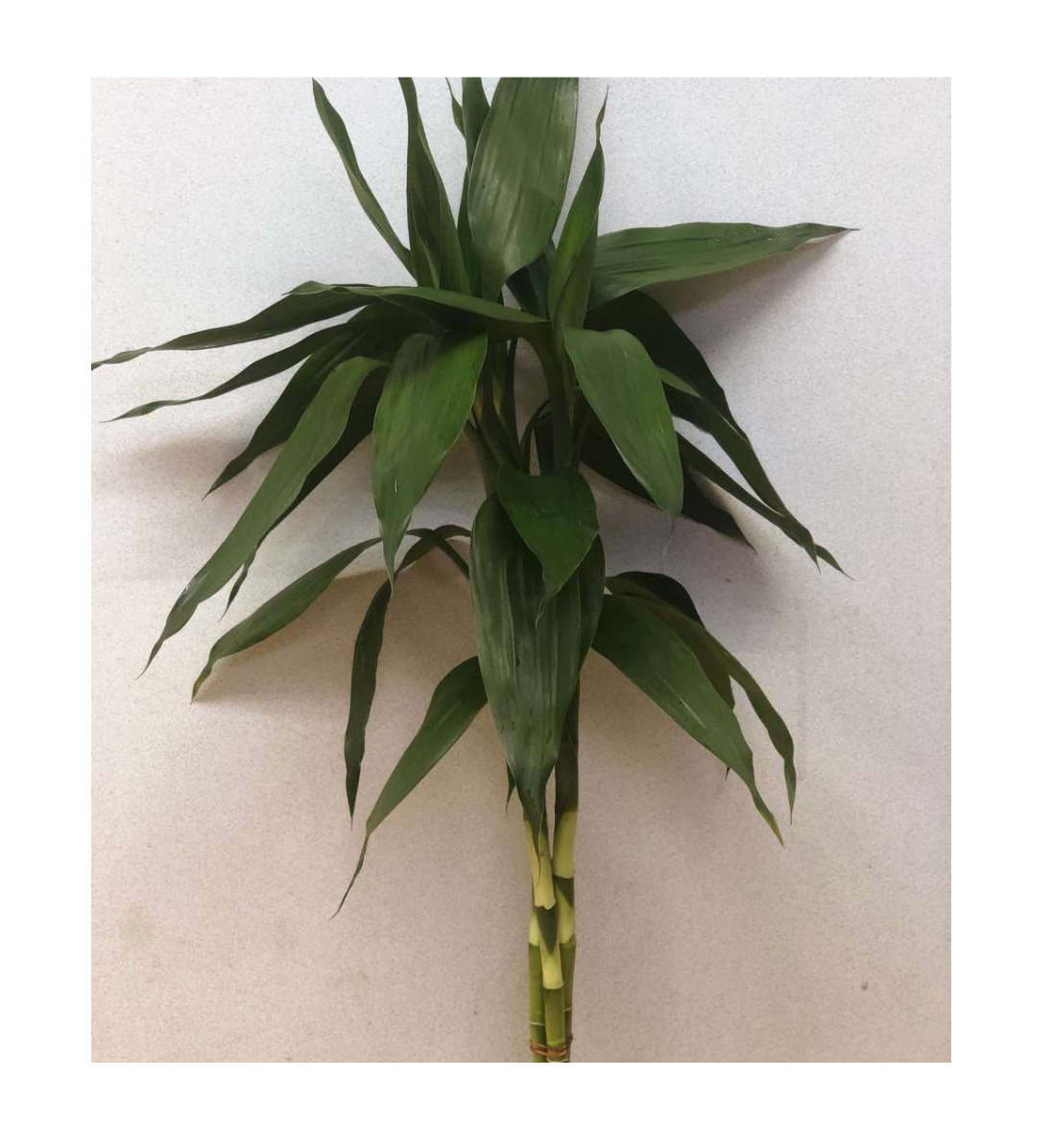 Drac Green with rooted