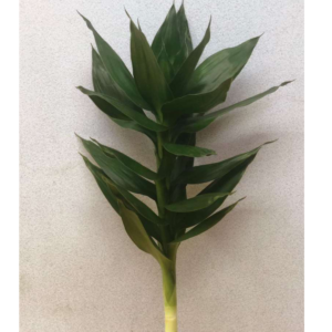 Drac Lotus with rooted